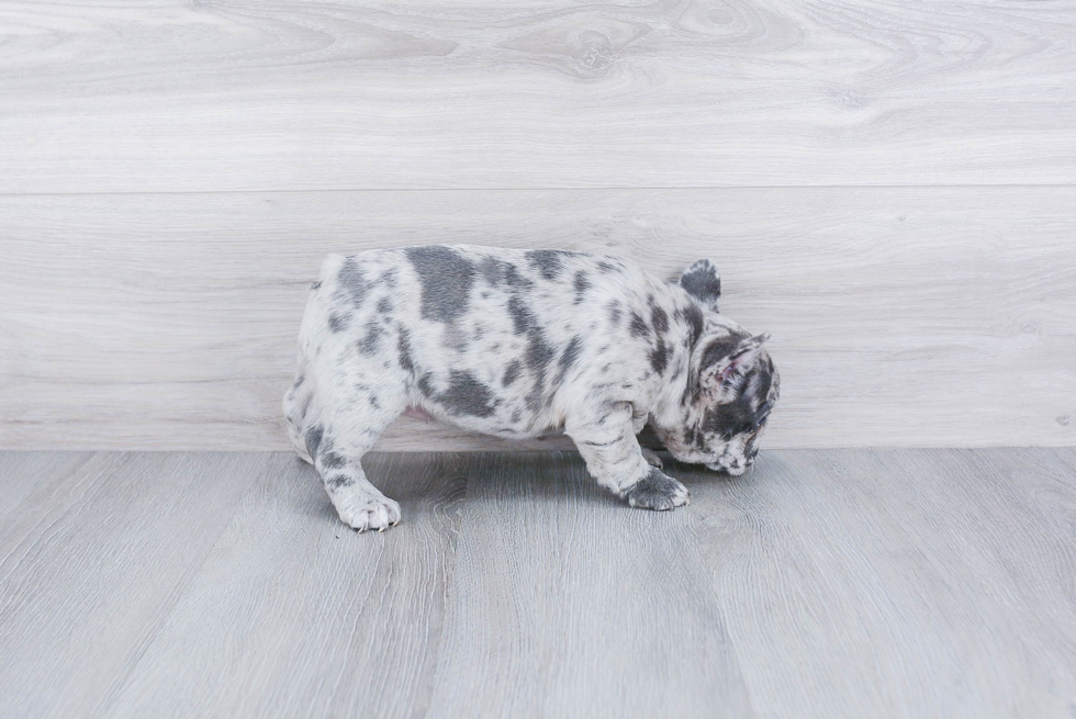 French Bulldog Puppy for Adoption