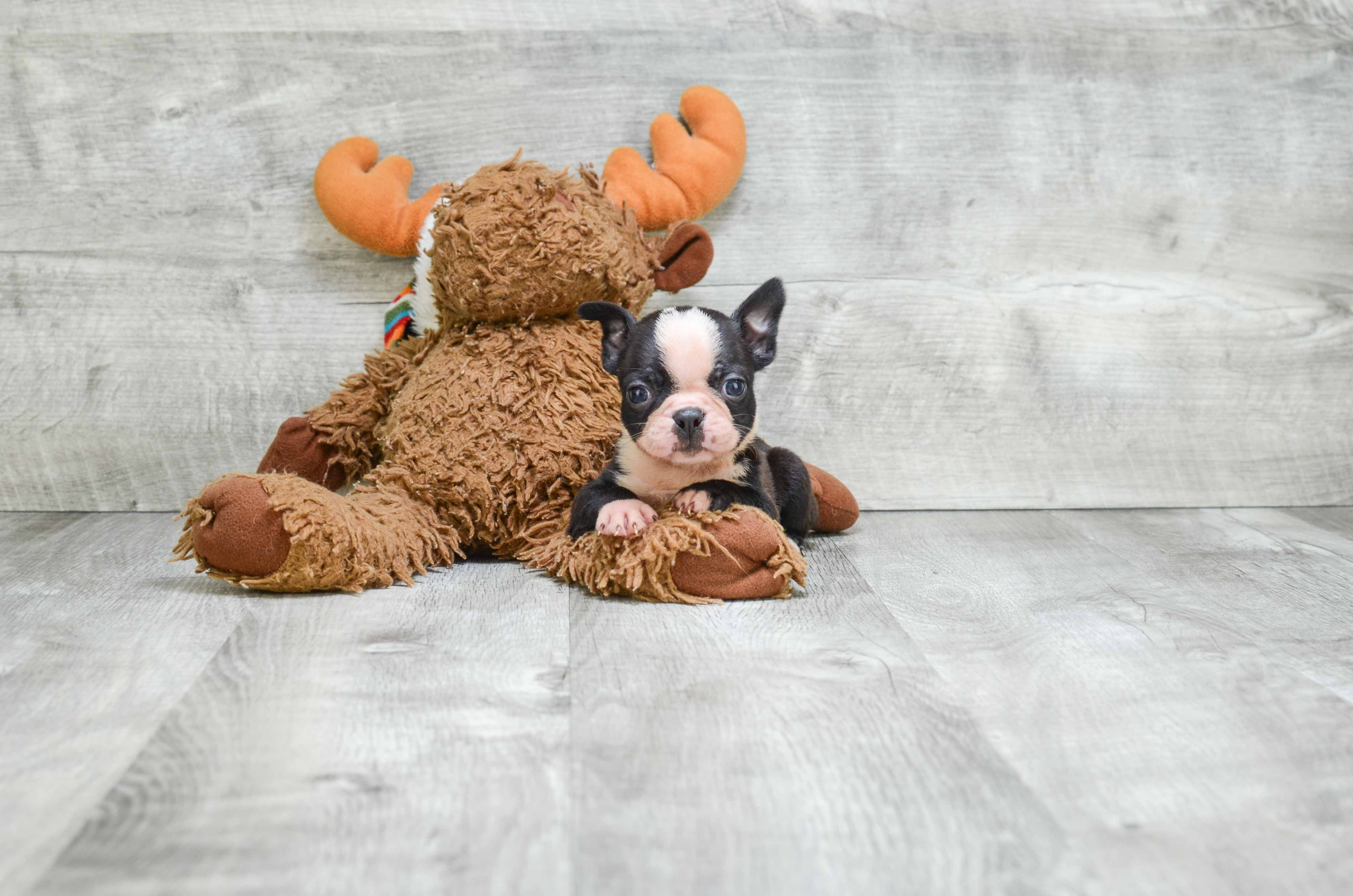 Best Boston Terrier Baby