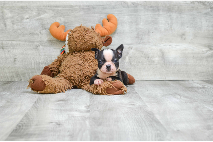 Best Boston Terrier Baby