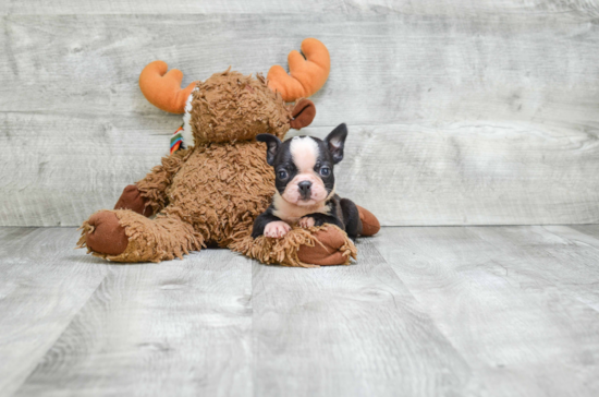 Best Boston Terrier Baby