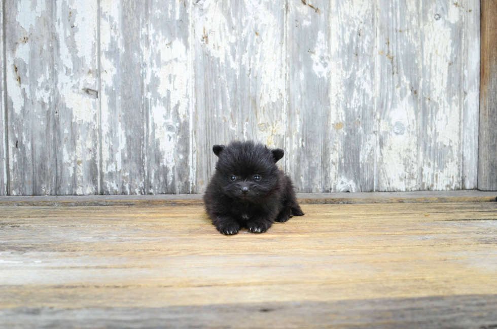 Pomeranian Puppy for Adoption