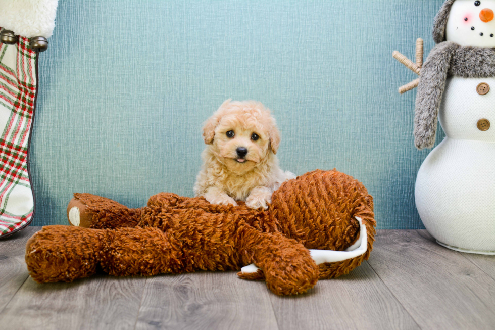 Smart Maltipoo Poodle Mix Pup