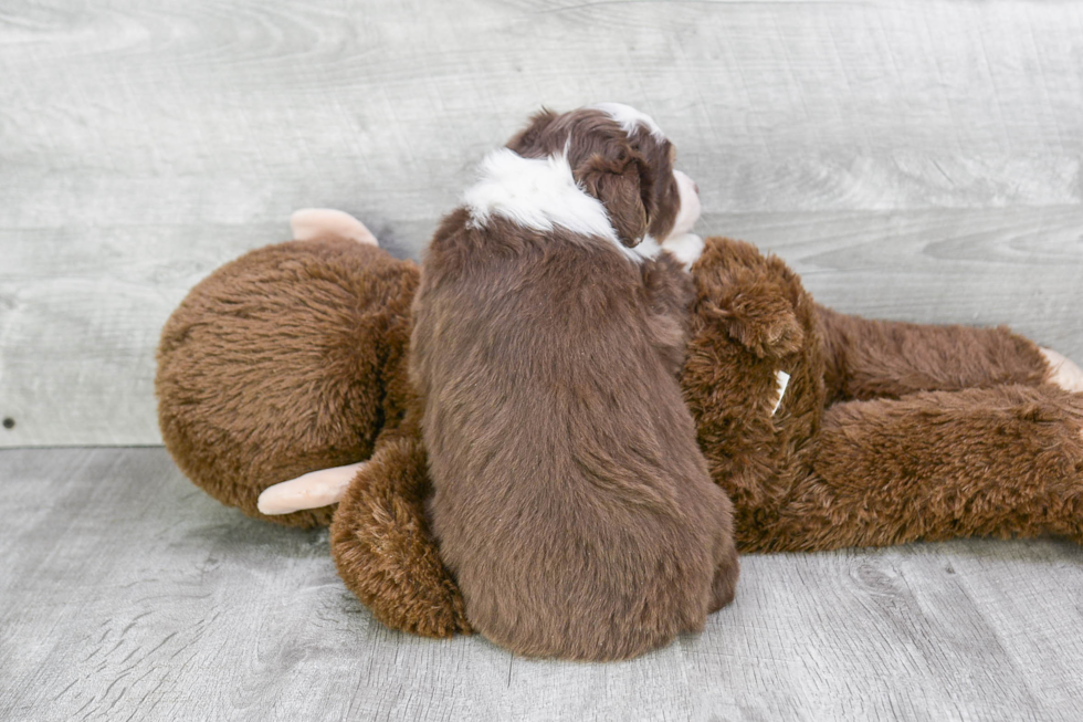 Friendly Mini Aussiedoodle Baby