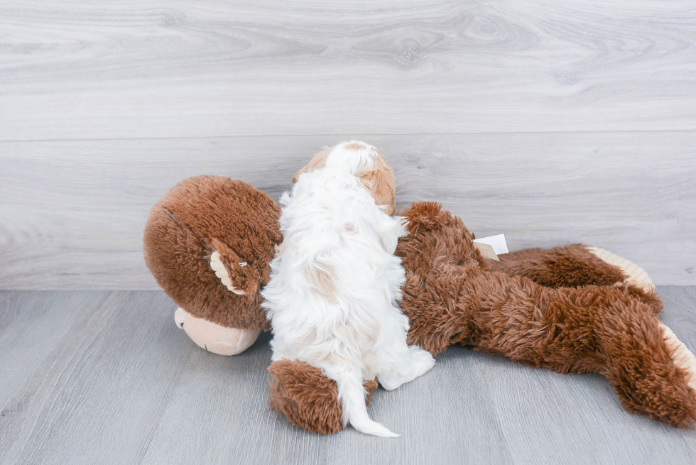 Cavachon Pup Being Cute