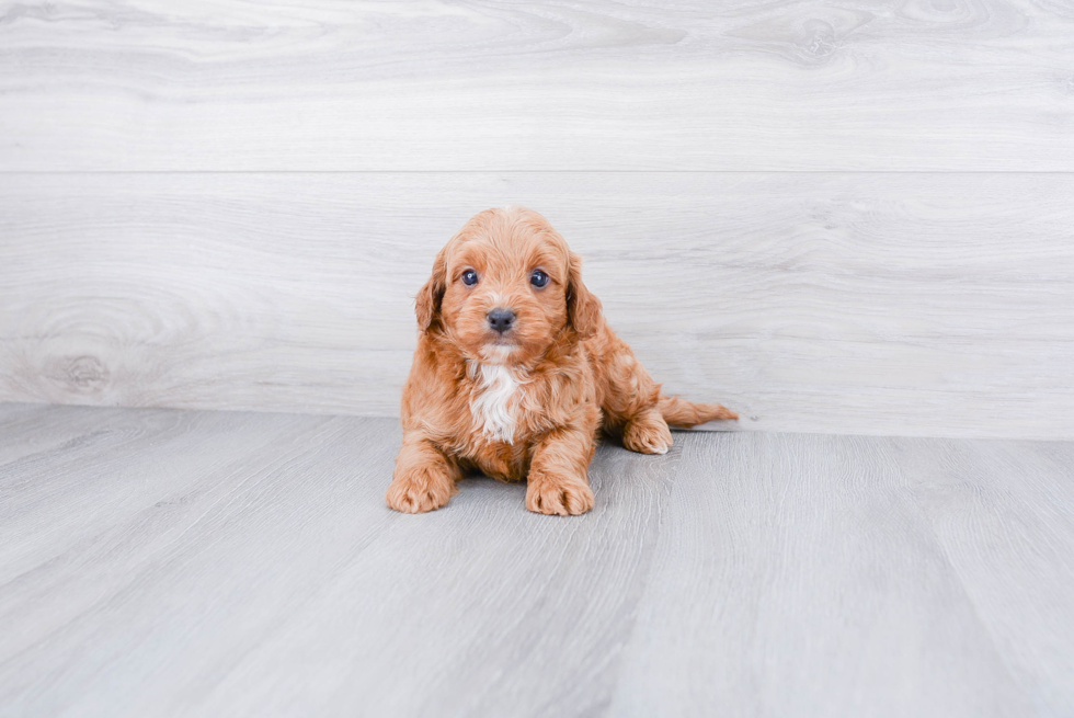 Energetic Cavoodle Poodle Mix Puppy