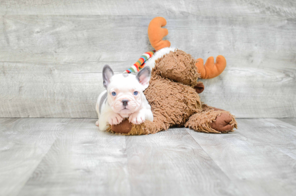 Popular French Bulldog Purebred Pup