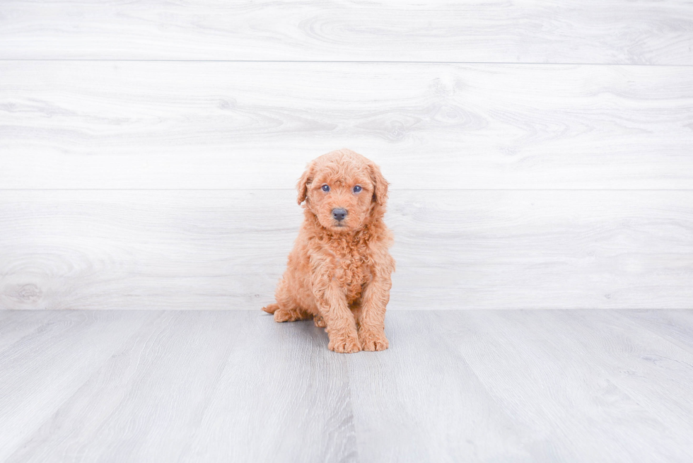 Energetic Golden Retriever Poodle Mix Puppy