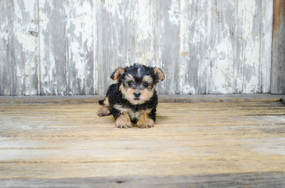 Small Yorkie Poo Baby