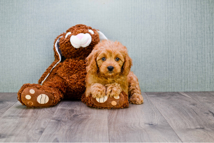 Cavapoo Puppy for Adoption