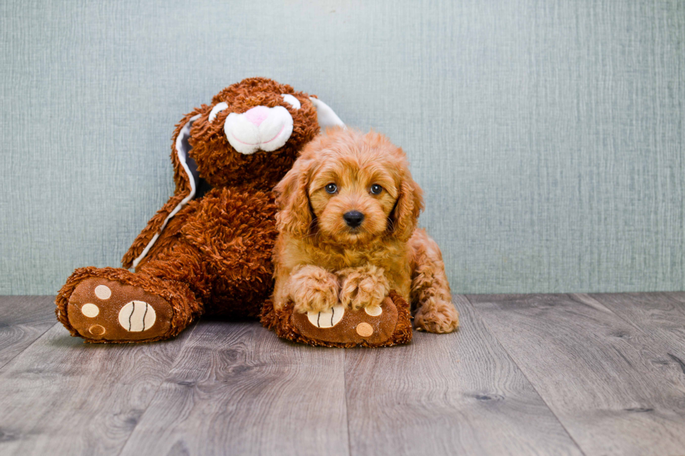 Cavapoo Puppy for Adoption