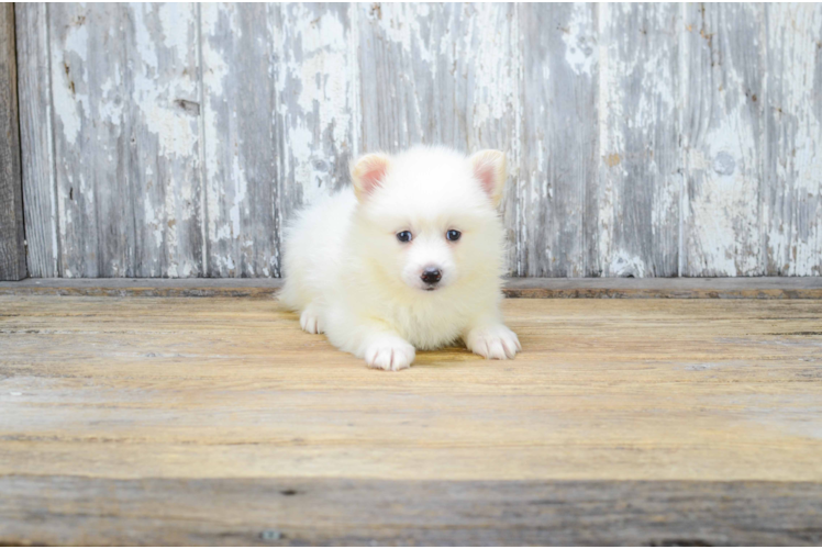 Pomsky Pup Being Cute