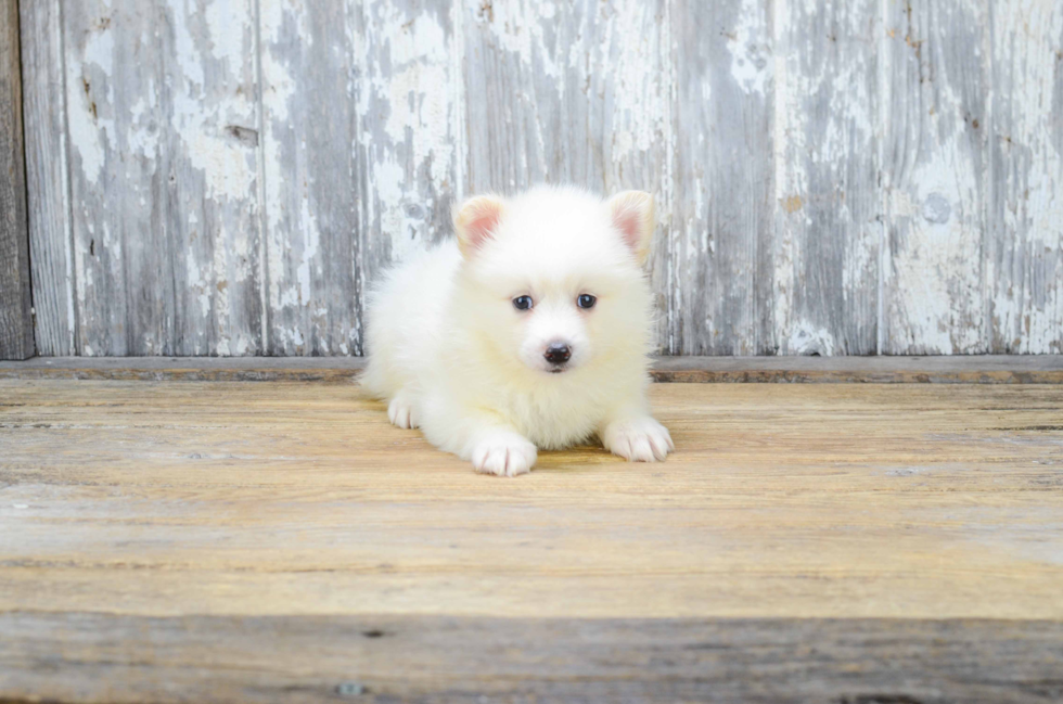 Pomsky Pup Being Cute