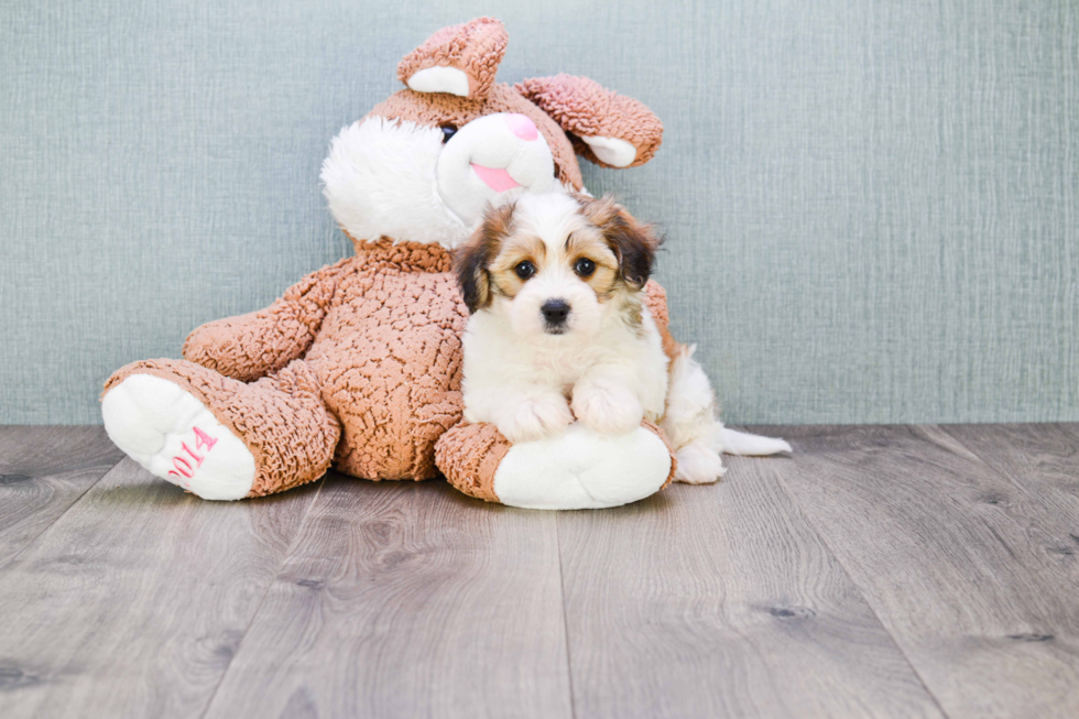 Cavachon Puppy for Adoption