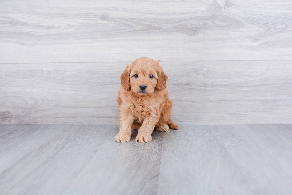 Mini Goldendoodle Puppy for Adoption