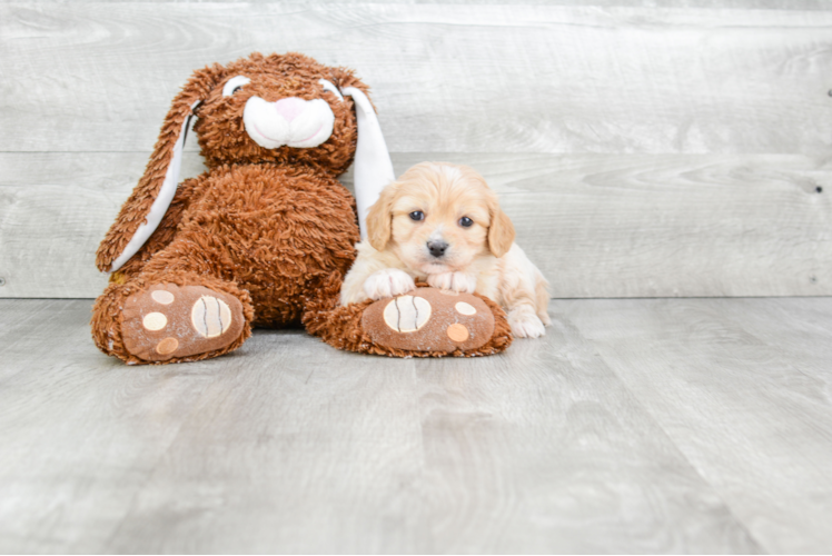 Playful Cavalier Designer Puppy