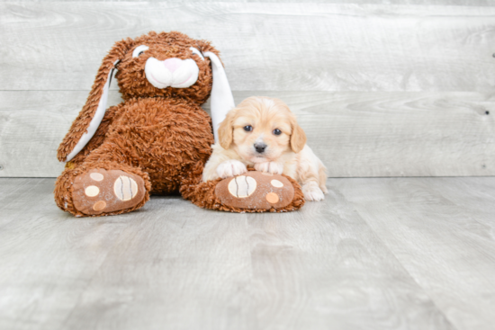 Playful Cavalier Designer Puppy