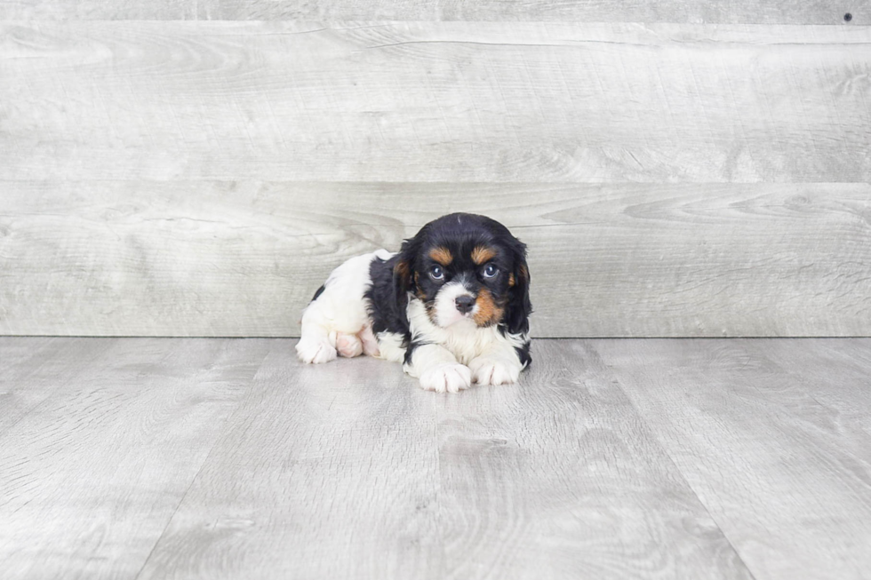 Best Cavalier King Charles Spaniel Baby