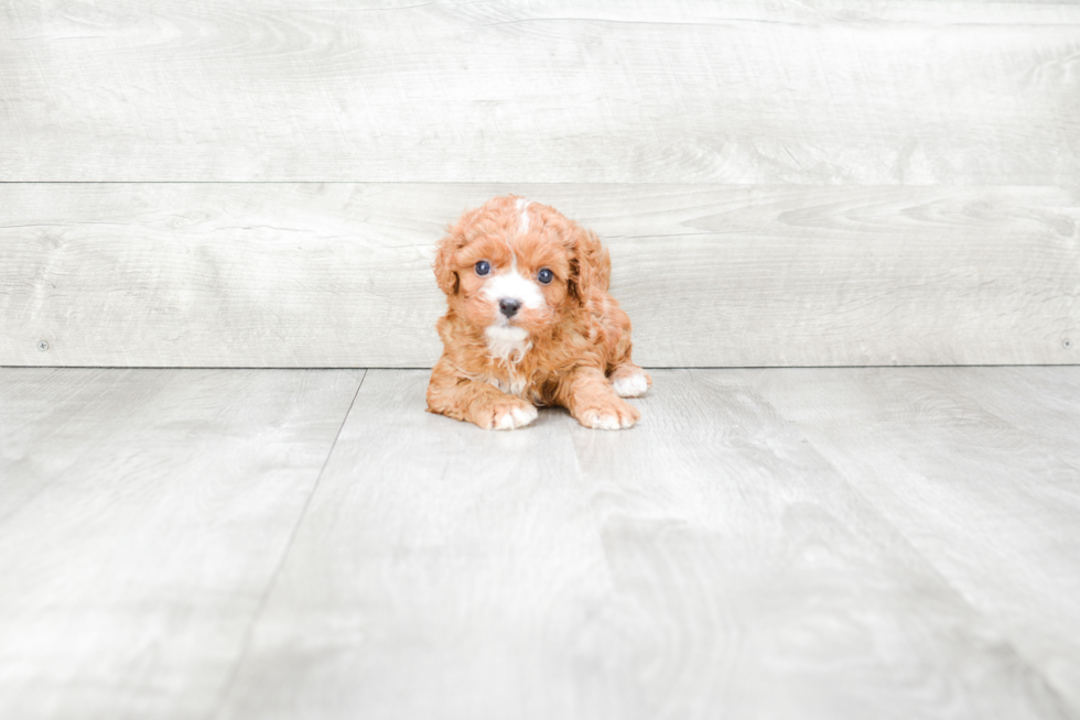 Popular Cavapoo Poodle Mix Pup