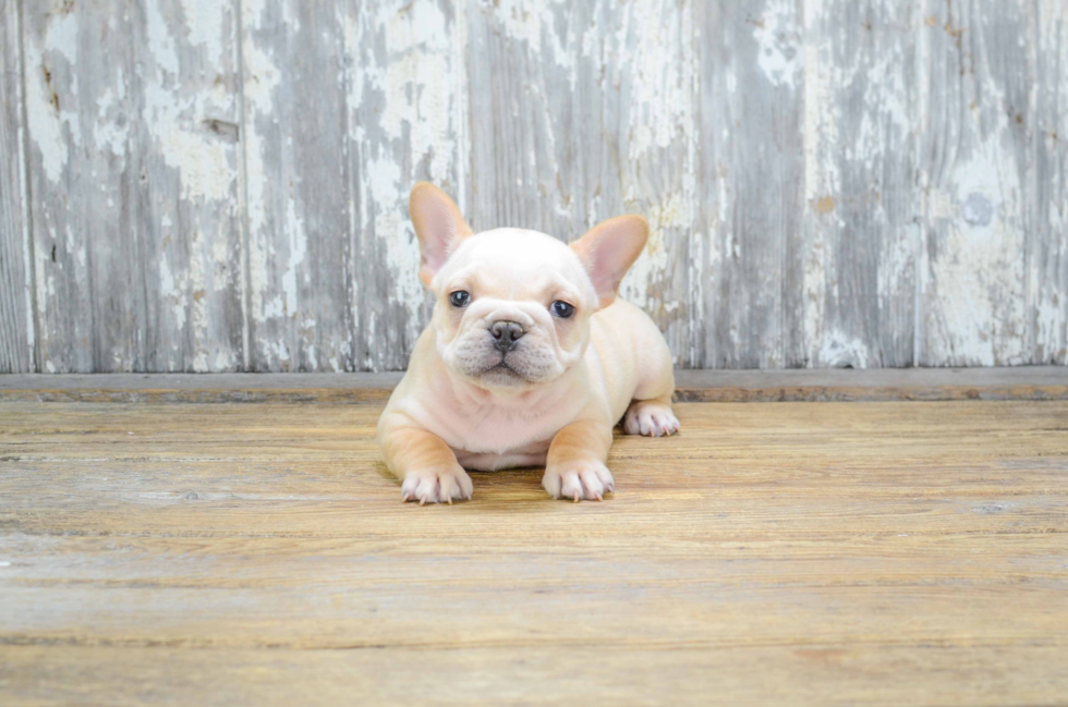 French Bulldog Pup Being Cute