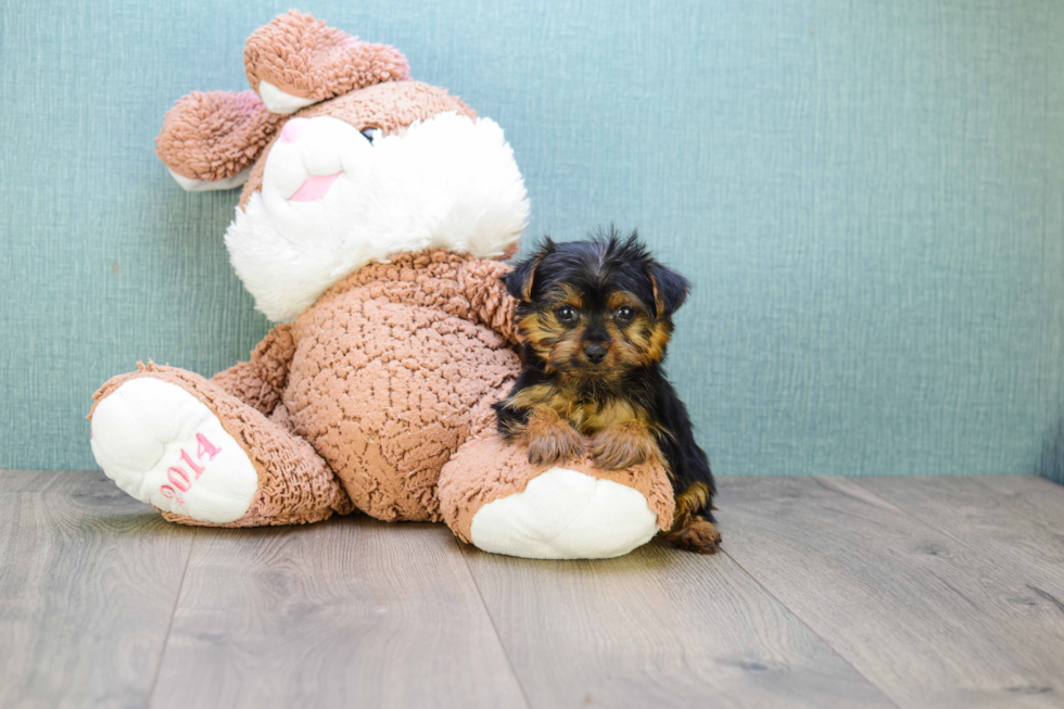 Meet Steph - our Yorkshire Terrier Puppy Photo 