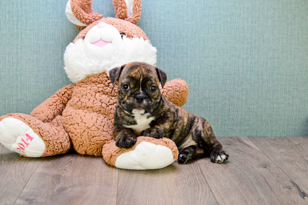 Cute English Bulldog Mix Pup