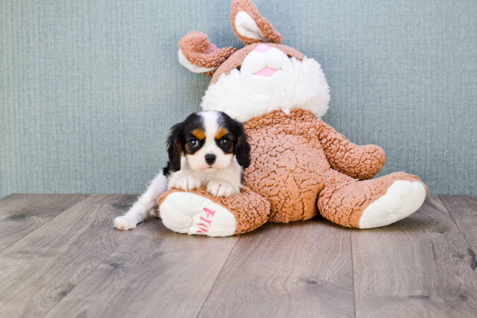 Cavalier King Charles Spaniel Puppy for Adoption