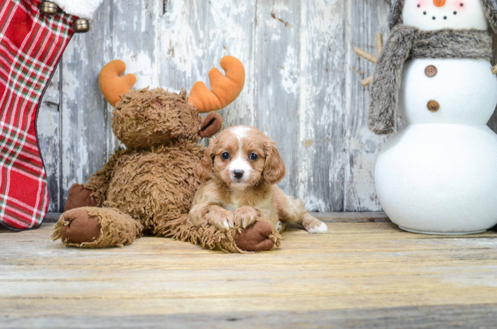 Cavapoo Puppy for Adoption