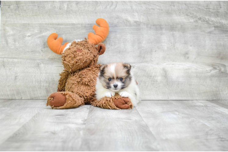 Funny Pomeranian Baby