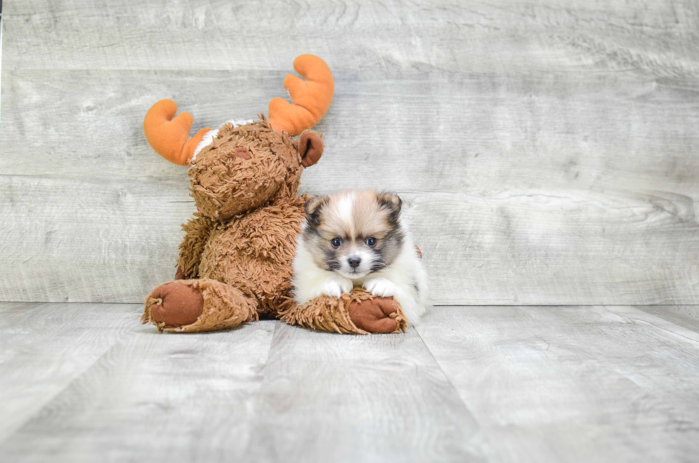 Funny Pomeranian Baby