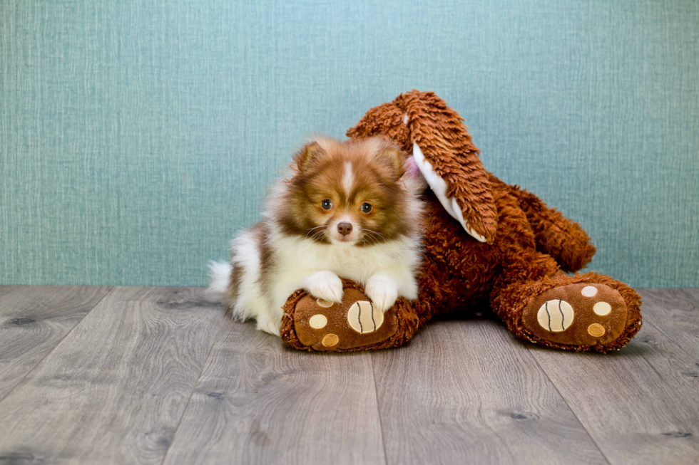 Cute Pomeranian Purebred Puppy