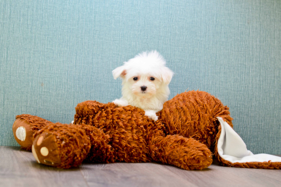 Popular Maltese Purebred Pup