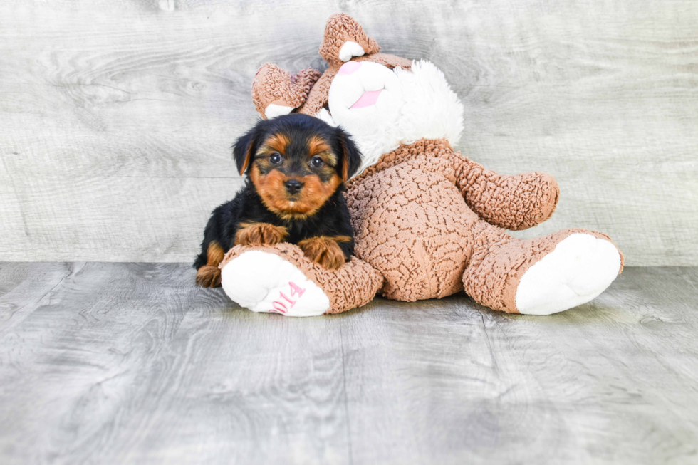 Meet Snickers - our Yorkshire Terrier Puppy Photo 