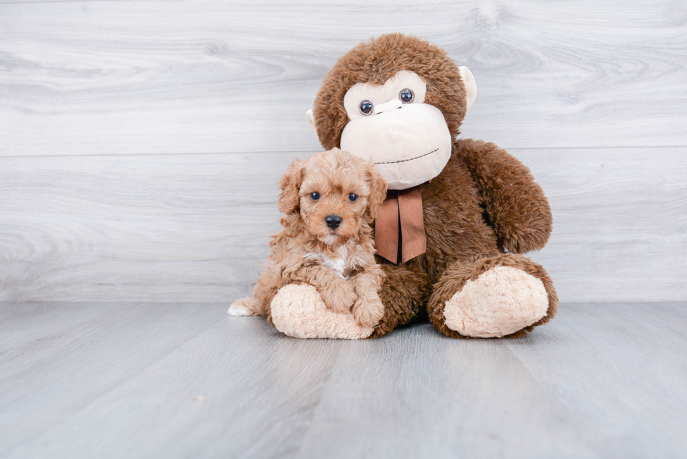 Cavapoo Pup Being Cute