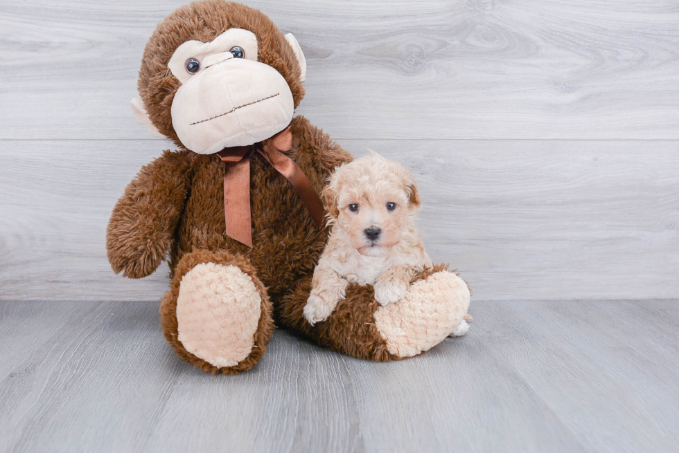 Best Maltipoo Baby