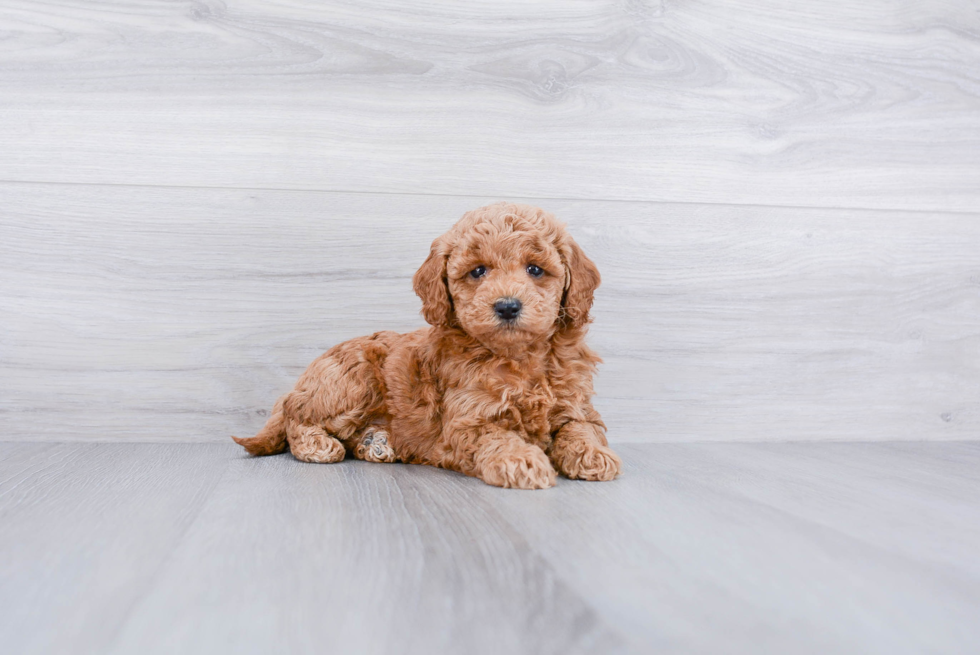 Petite Mini Goldendoodle Poodle Mix Pup