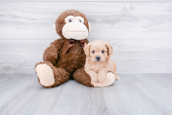 Small Cavapoo Baby