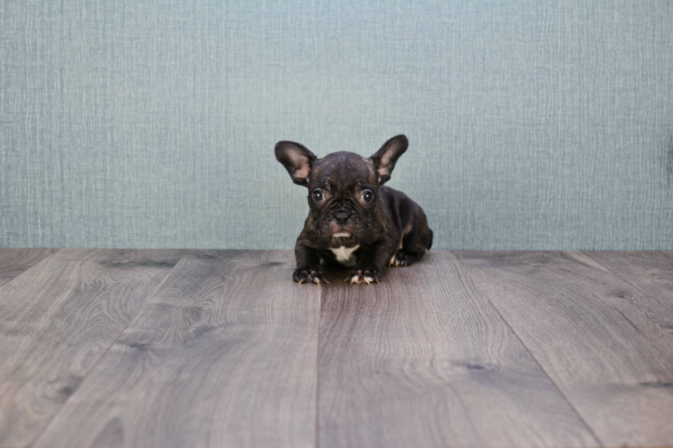 French Bulldog Puppy for Adoption