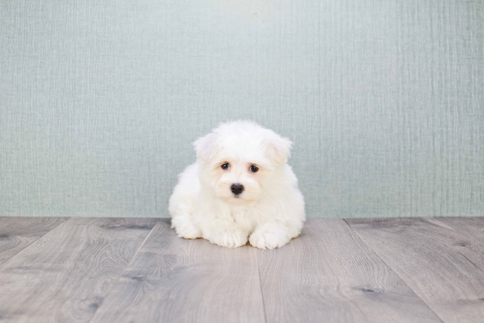 Best Maltipoo Baby