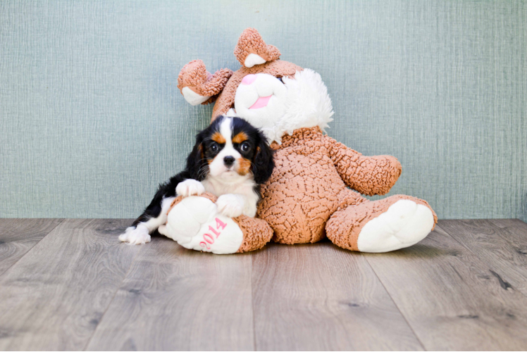 Cavalier King Charles Spaniel Pup Being Cute