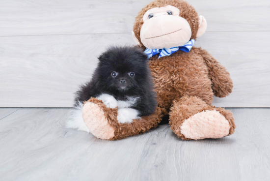 Hypoallergenic Pomeranian Baby