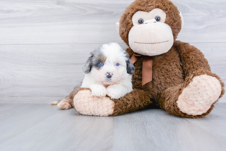 Adorable Mini Berniedoodle Poodle Mix Puppy