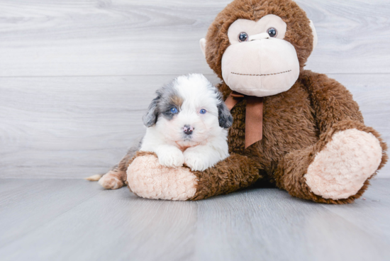 Adorable Mini Berniedoodle Poodle Mix Puppy