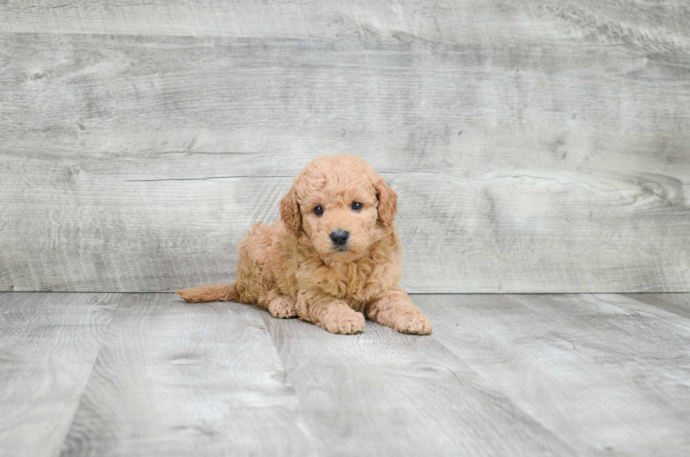 Playful Golden Retriever Poodle Mix Puppy