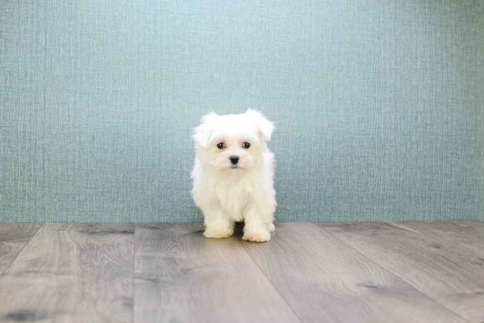 Cute Maltese Purebred Puppy