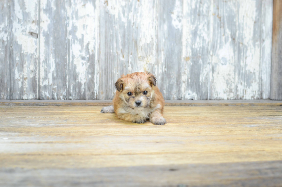 Morkie Puppy for Adoption