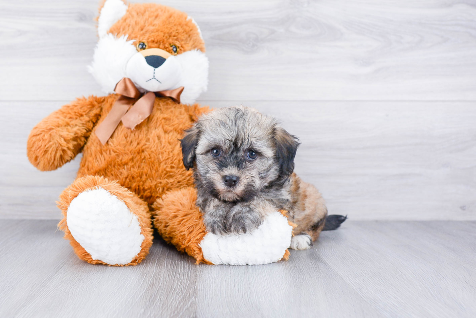 Akc Registered Havanese Baby