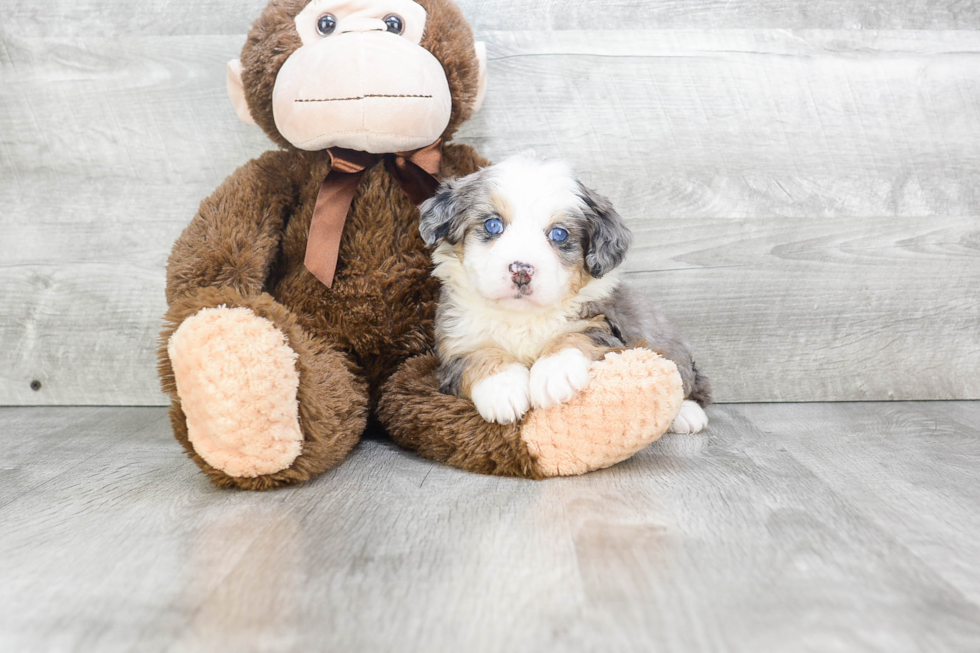 Mini Bernedoodle Pup Being Cute