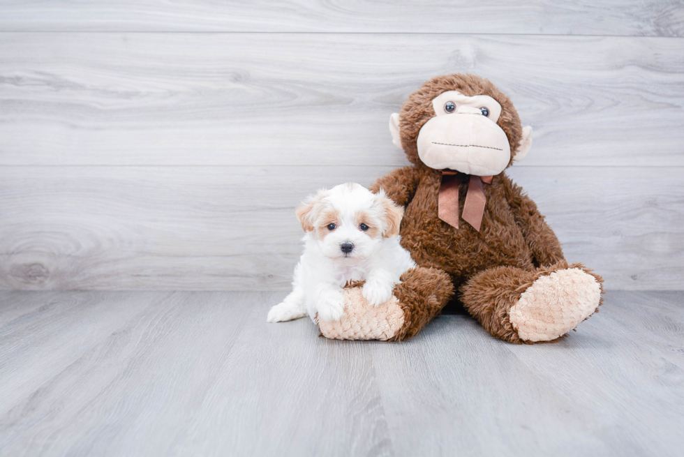 Playful Maltese Poodle Poodle Mix Puppy