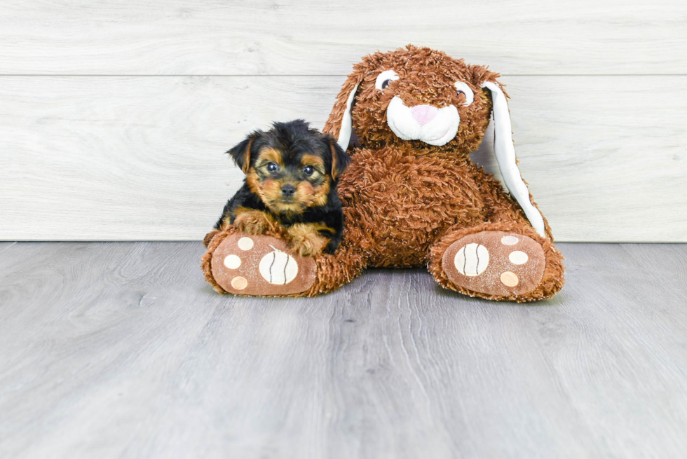 Meet Timmy - our Yorkshire Terrier Puppy Photo 