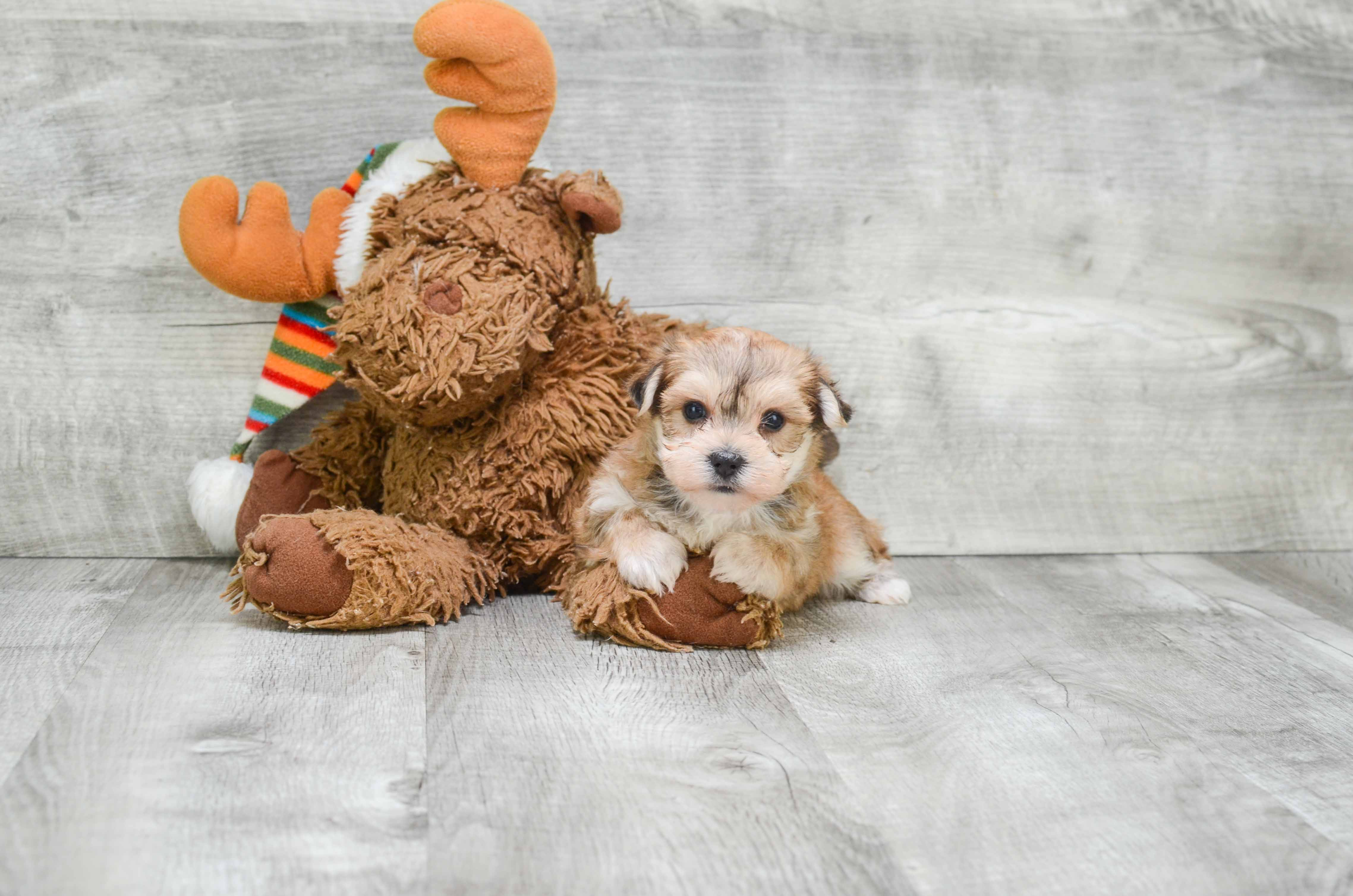 Sweet Morkie Baby